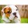 Kissenhüllen 40x40 cm Dekokissen Kissenbezug Fotokissen Kissen Hüllen Bezug Bezüge Hunde Dog (Hund #1045)